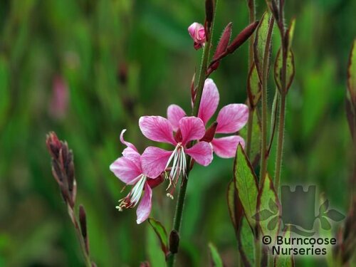 GAURA   