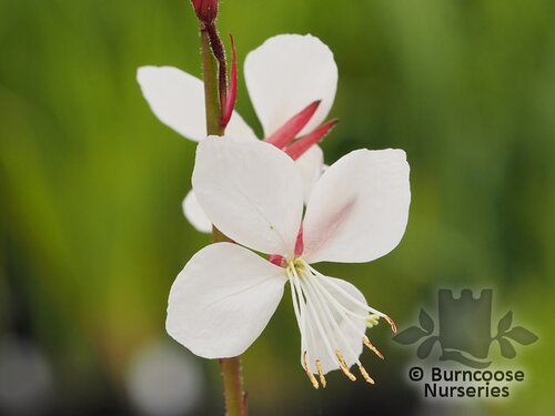 GAURA lindheimeri 'The Bride' 
