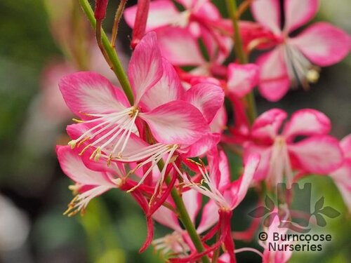 GAURA lindheimeri 'Rosy Jane' 
