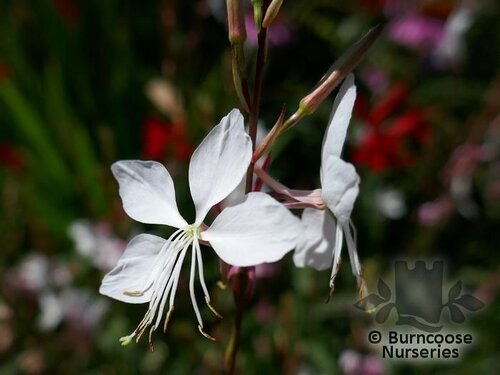GAURA lindheimeri 'Whirling Butterflies' 