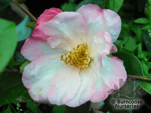 CAMELLIA 'Gay Border'  