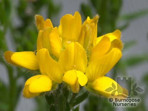 GENISTA   