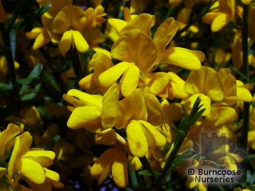 GENISTA lydia  