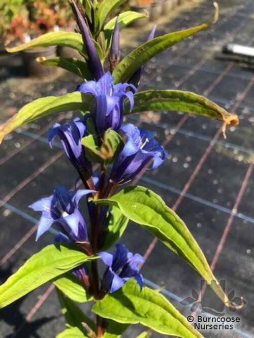 GENTIANA   