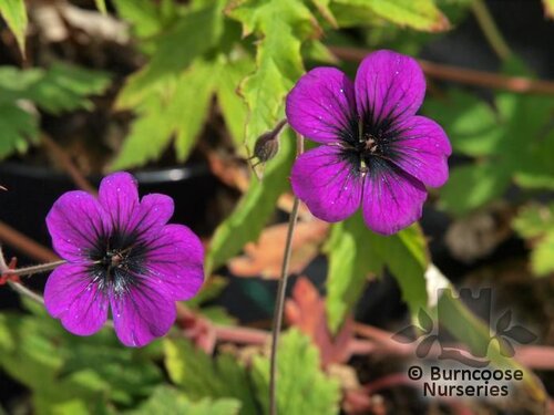 GERANIUM 'Ann Folkard'  