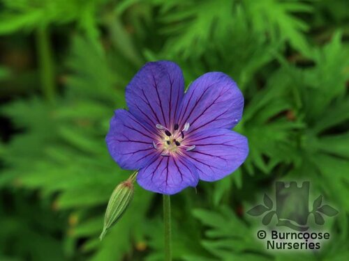 GERANIUM 'Brookside'  