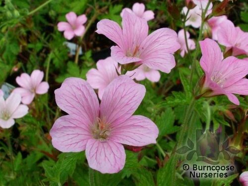 GERANIUM x oxonianum 'Wargrave Pink' 