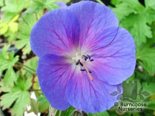GERANIUM himalayense  