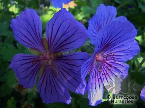 GERANIUM 'Johnson's Blue'  