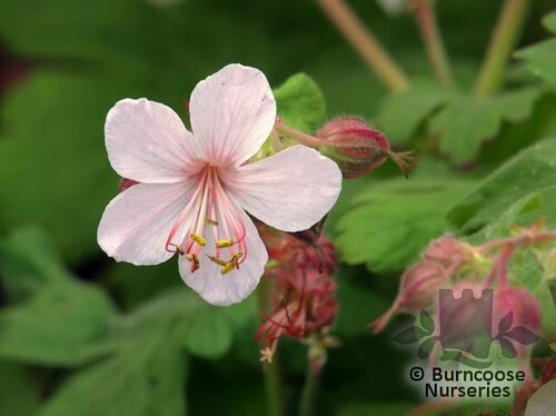 GERANIUM macrorrhizum 'Ingwersen's Variety' 