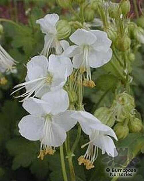 GERANIUM macrorrhizum 'White-Ness' 