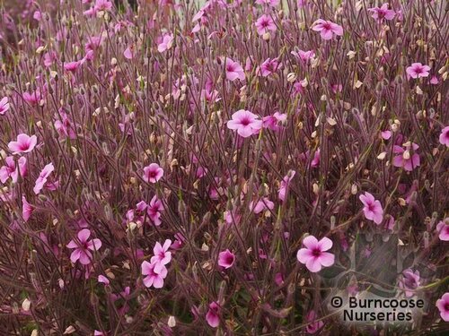 GERANIUM maderense  