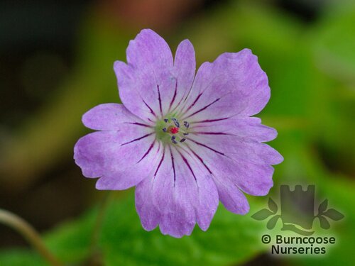 GERANIUM nodosum  