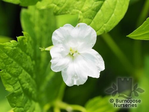 GERANIUM nodosum 'Silverwood' 