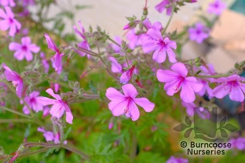 GERANIUM palmatum  