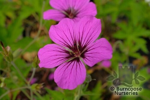 GERANIUM 'Patricia'  