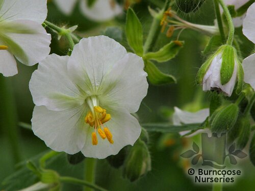 GERANIUM phaeum 'Album' 