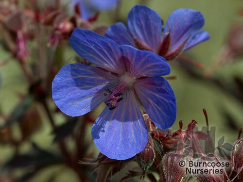 GERANIUM pratense 'Black Beauty' 