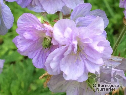 GERANIUM pratense 'Cloud Nine' 