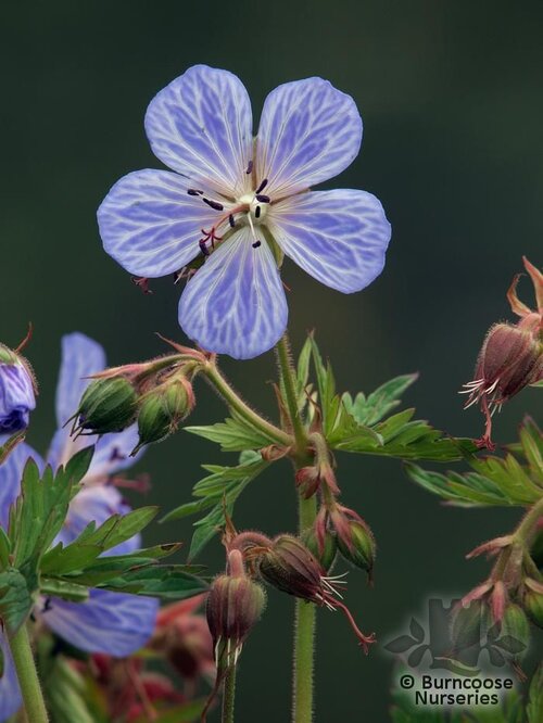GERANIUM pratense 'Mrs Kendall Clark' 