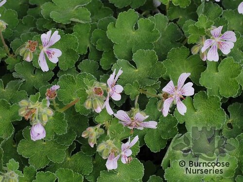 GERANIUM renardii  