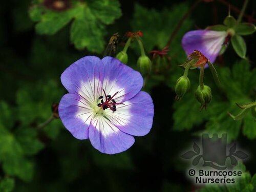 GERANIUM 'Rozanne'  