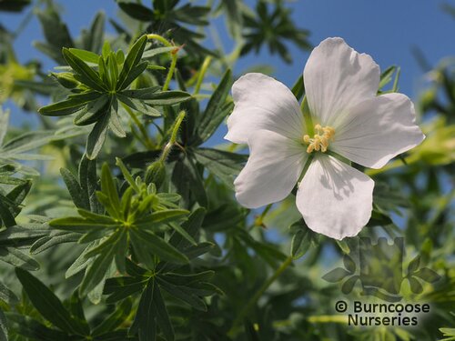 GERANIUM sanguineum 'Album' 