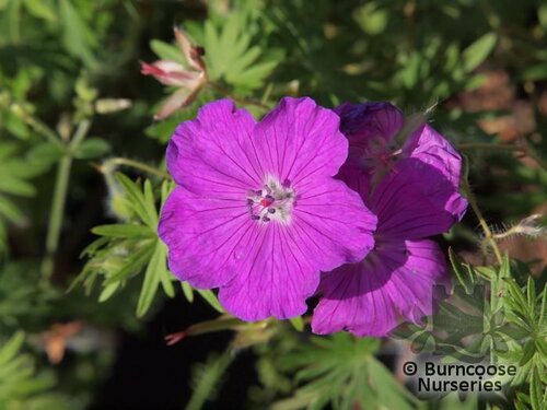 GERANIUM sanguineum  