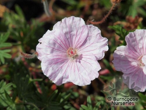 GERANIUM sanguineum 'Striatum' 