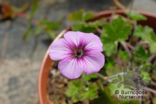 GERANIUM 'Storm Chaser'  