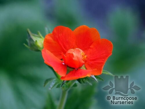 GEUM 'Borisii'  