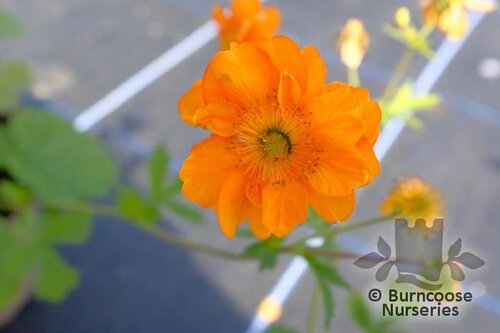 GEUM 'Fire Storm'  
