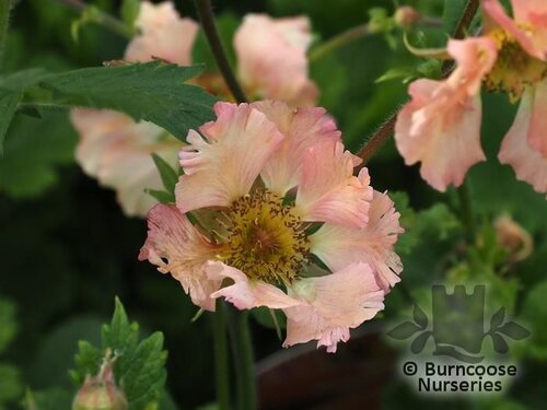 GEUM 'Mai Tai'  