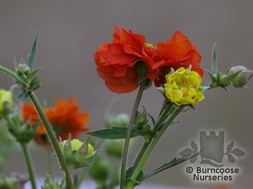 GEUM   