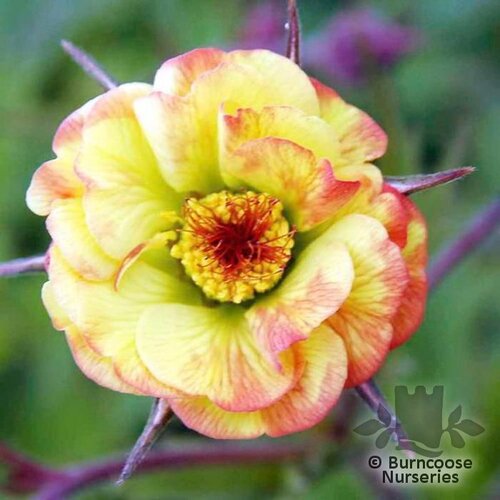 GEUM 'Tequila Sunrise'  