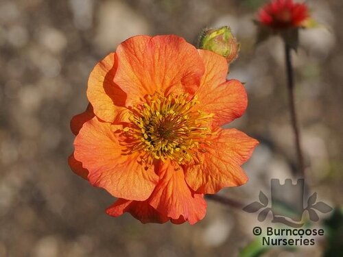 GEUM 'Totally Tangerine'  