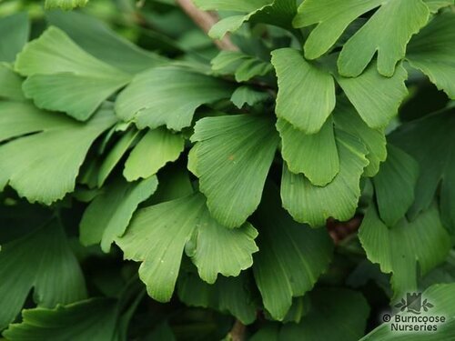 GINKGO   