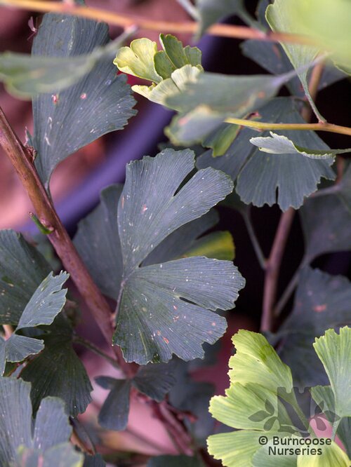 GINKGO biloba 'Menhir' 