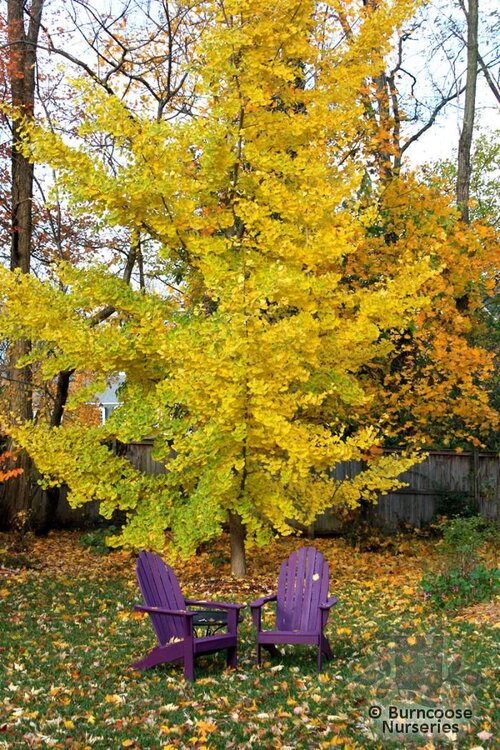 GINKGO biloba 'Princeton Sentry' 