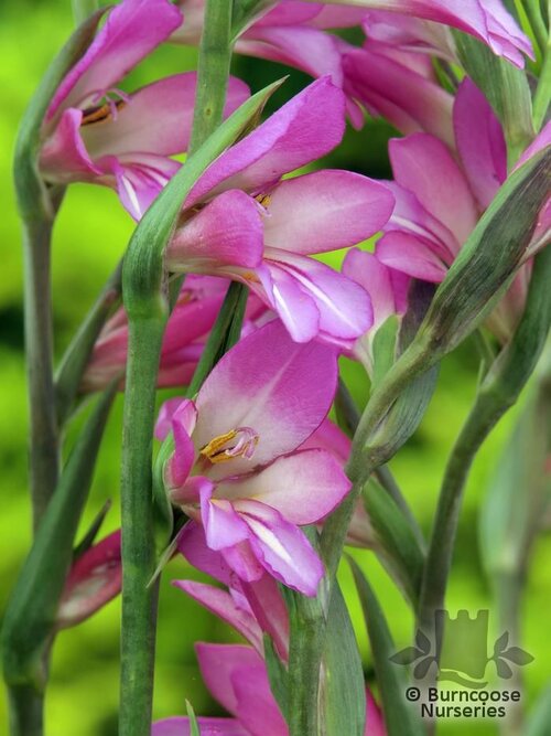 GLADIOLUS communis  