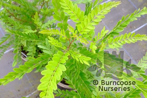 GLEDITSIA sinensis  