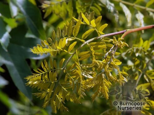 GLEDITSIA   