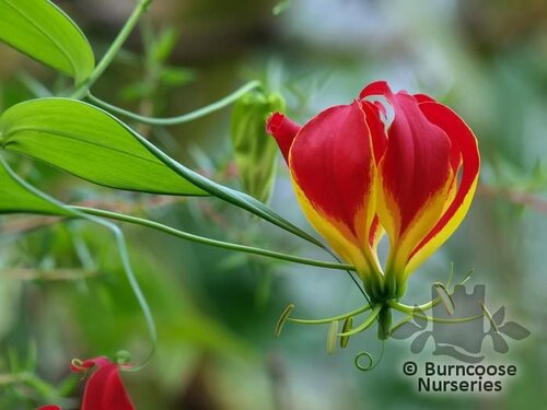 GLORIOSA superba 'Rothschildiana' 