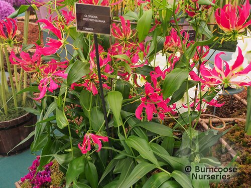 GLORIOSA   