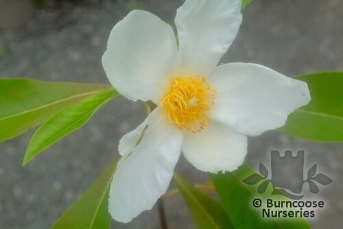 x GORDLINIA grandiflora  