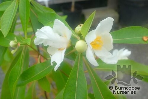 x GORDLINIA   
