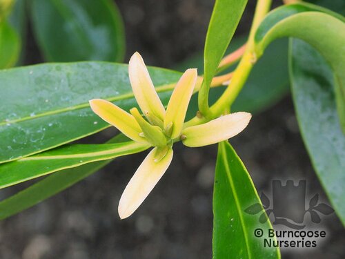 GORDONIA   