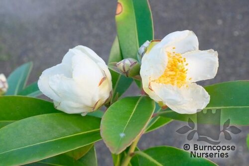 GORDONIA axillaris  
