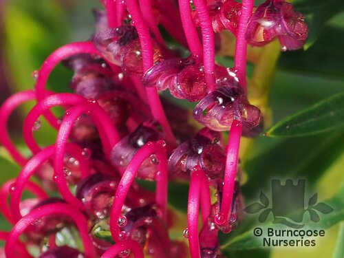 GREVILLEA 'Bronze Rambler'  