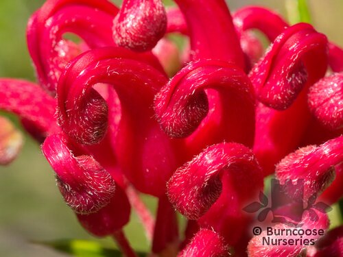 GREVILLEA 'Canberra Gem'  